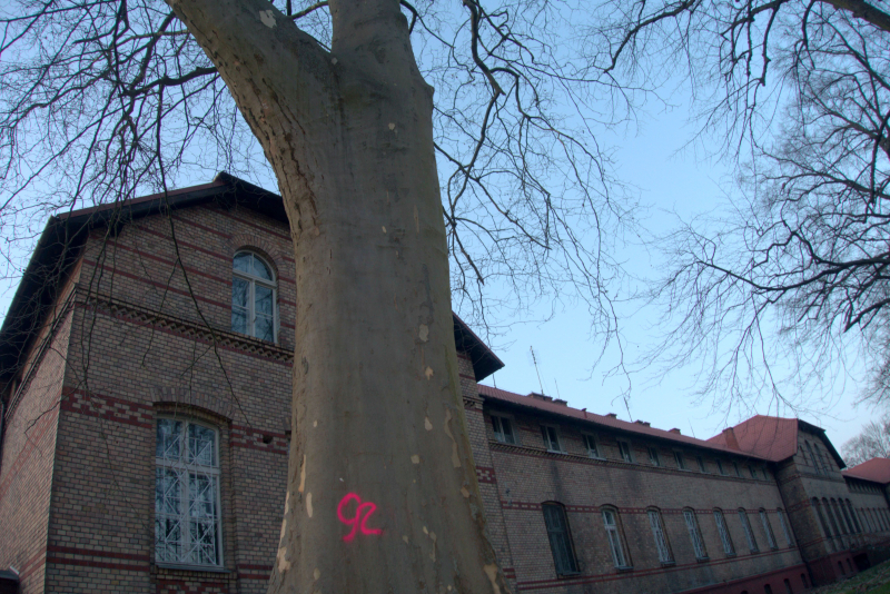 5/9 Oznakowane drzewa na terenie szpitala przy Walczaka w Gorzowie