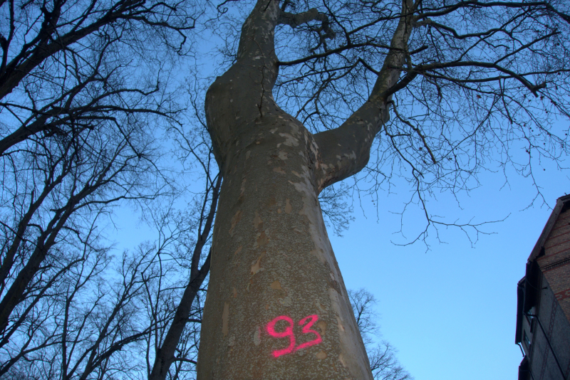 6/9 Oznakowane drzewa na terenie szpitala przy Walczaka w Gorzowie