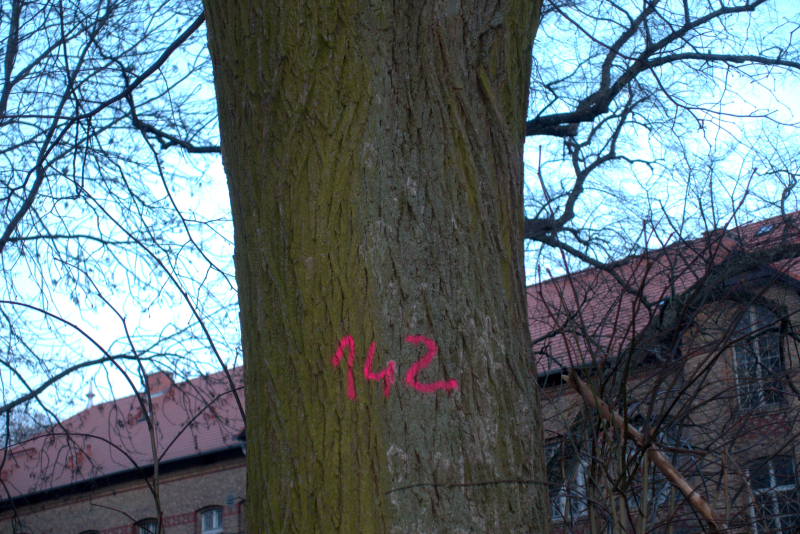 7/9 Oznakowane drzewa na terenie szpitala przy Walczaka w Gorzowie