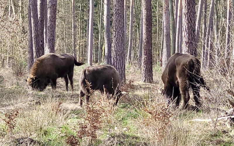 4/5 Stado żubrów w kłodawskich lasach