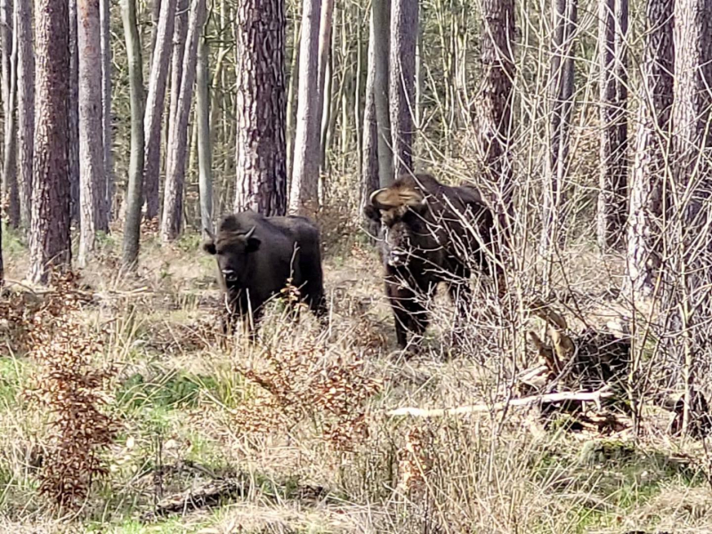 5/5 Stado żubrów w kłodawskich lasach