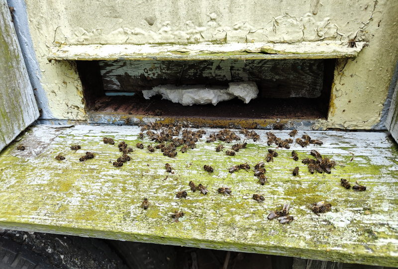 3/4 Kradzież uli z Łupowa koło Gorzowa