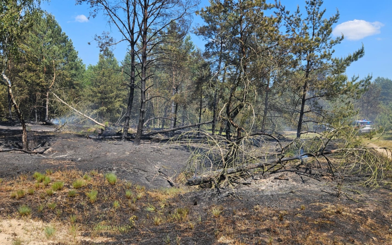 3/5 Pożar lasu koło Gorzowa