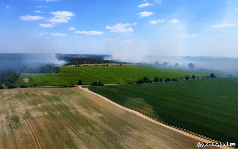 5/5 Pożar lasu koło Gorzowa