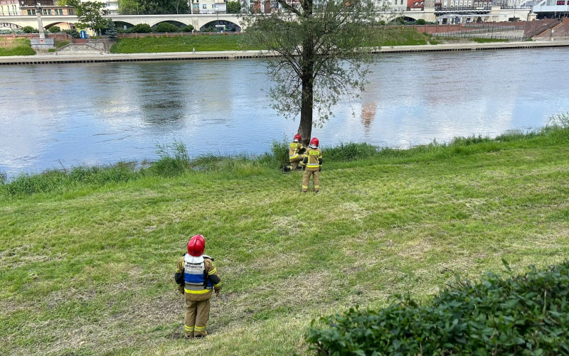 3/6 Strażacy ścięli drzewo obgryzione przed bobry
