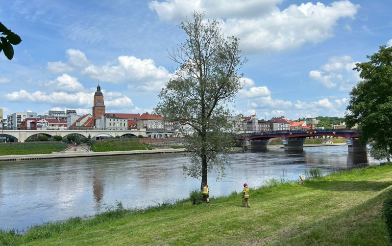 4/6 Strażacy ścięli drzewo obgryzione przed bobry