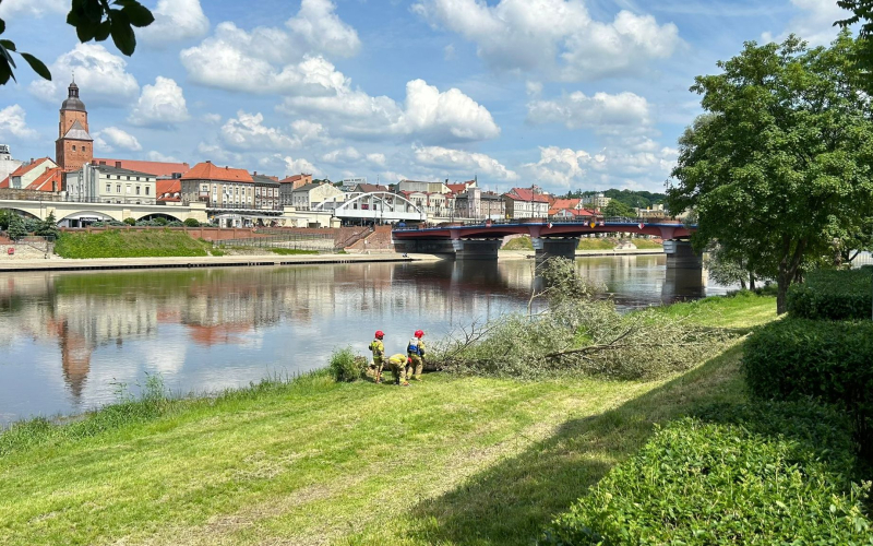 6/6 Strażacy ścięli drzewo obgryzione przed bobry