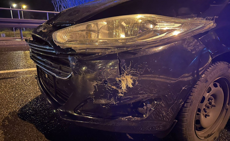 4/9 Ford zderzył się z sarną na Trasie Nadwarciańskiej