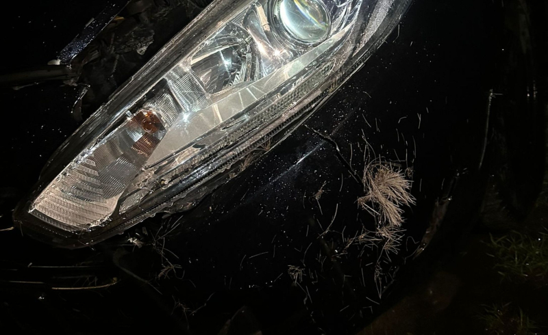 5/9 Ford zderzył się z sarną na Trasie Nadwarciańskiej