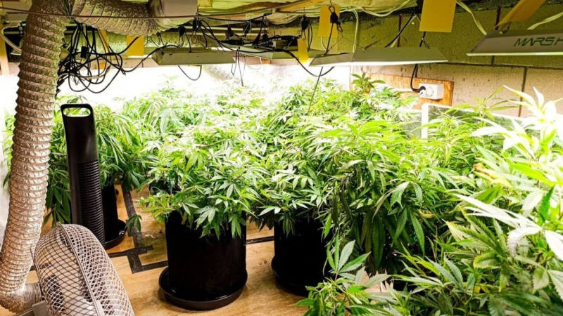 4/7 Sekretne drzwi pod łóżkiem – policja odkrywa plantację marihuany