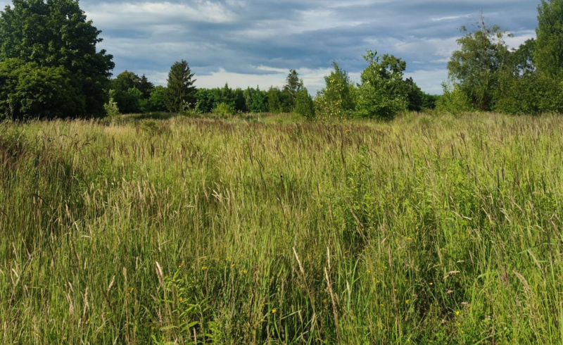6/6 Pies wpadł do głębokiej studni