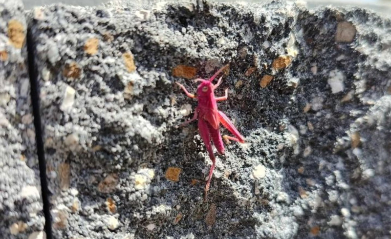 3/4 Różowy konik polny w Kłodawie