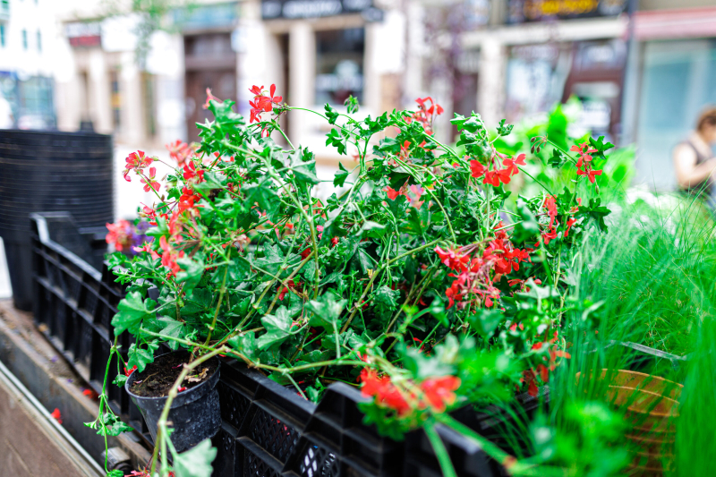 6/8 Trwa sadzenie zieleni na Hawelańskiej i Wełnianym Rynku