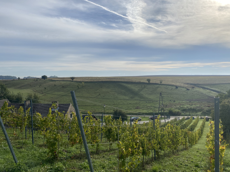 3/7 Niezapomniane lato w Winnicy Bergkolonie w Górkach koło Gorzowa