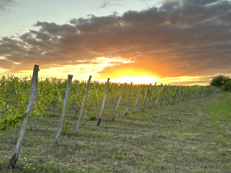 4/7 Niezapomniane lato w Winnicy Bergkolonie w Górkach koło Gorzowa
