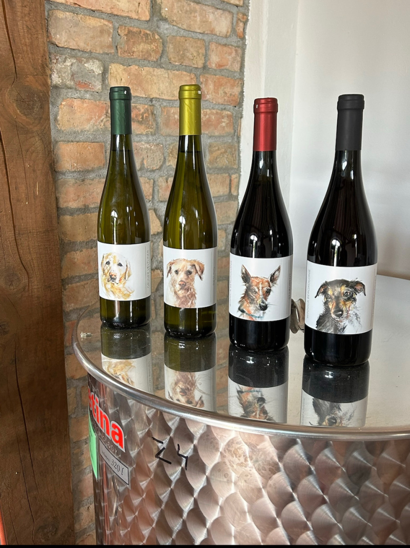 5/7 Niezapomniane lato w Winnicy Bergkolonie w Górkach koło Gorzowa