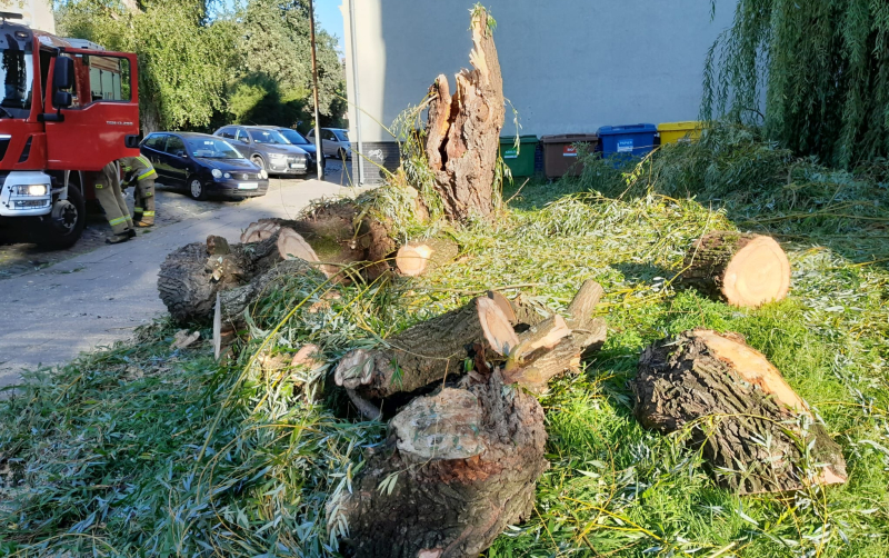 3/9 Wierzba spadła na zaparkowane auta przy Dzieci Wrzesińskich