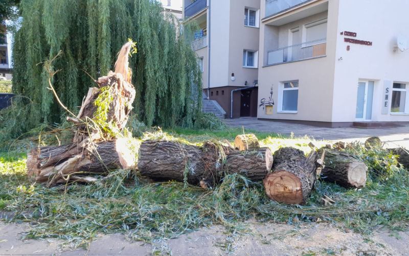 4/9 Wierzba spadła na zaparkowane auta przy Dzieci Wrzesińskich