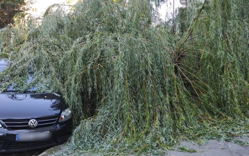 5/9 Wierzba spadła na zaparkowane auta przy Dzieci Wrzesińskich