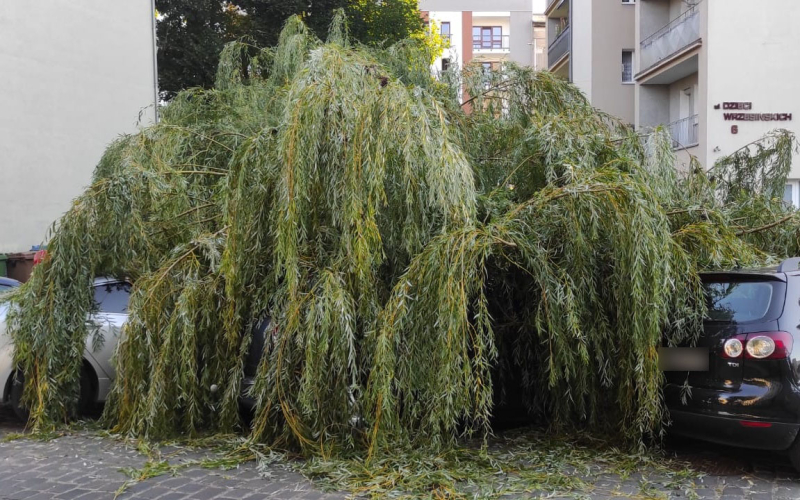 9/9 Wierzba spadła na zaparkowane auta przy Dzieci Wrzesińskich