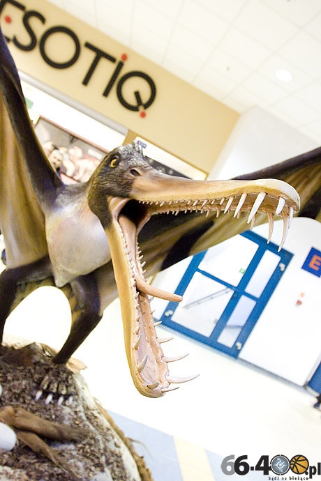 4/23 Gorzów: CH Panorama - Wielka Wystawa Powrót Dinozaurów