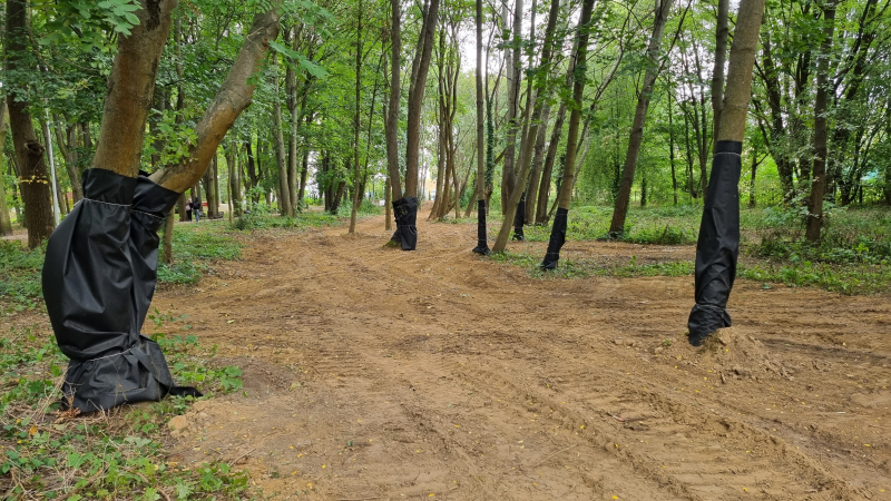 6/6 Zniszczone drzewa w parku Kopernika