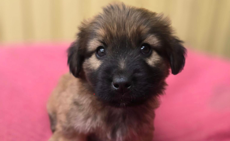 4/10 Porzucone szczeniaki przy schronisku w Gorzowie