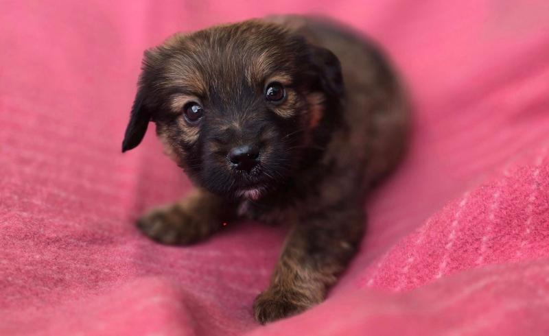 5/10 Porzucone szczeniaki przy schronisku w Gorzowie