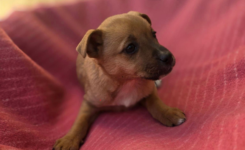 7/10 Porzucone szczeniaki przy schronisku w Gorzowie