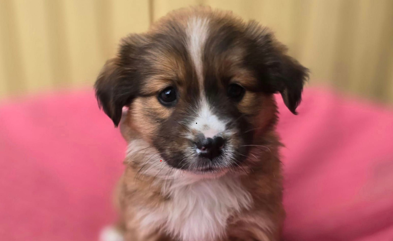 8/10 Porzucone szczeniaki przy schronisku w Gorzowie