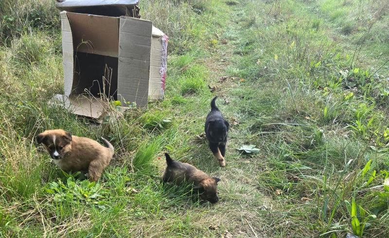 10/10 Porzucone szczeniaki przy schronisku w Gorzowie