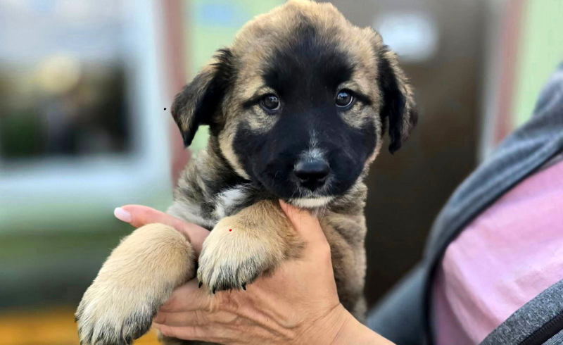 1/8 Szczeniaczki ze schroniska do adopcji