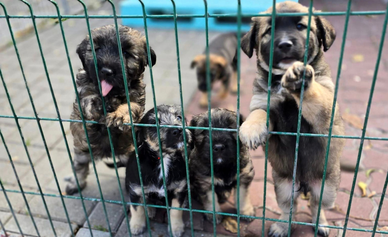 3/8 Szczeniaczki ze schroniska do adopcji