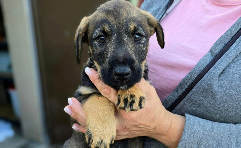 4/8 Szczeniaczki ze schroniska do adopcji