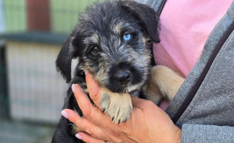 5/8 Szczeniaczki ze schroniska do adopcji