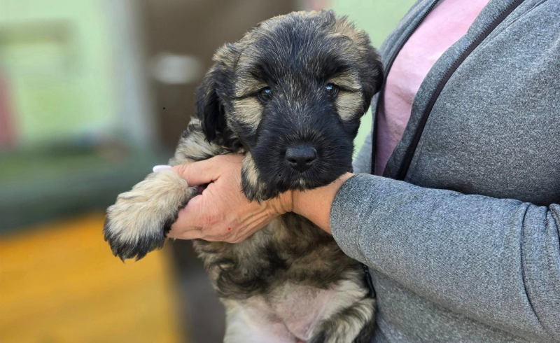 6/8 Szczeniaczki ze schroniska do adopcji