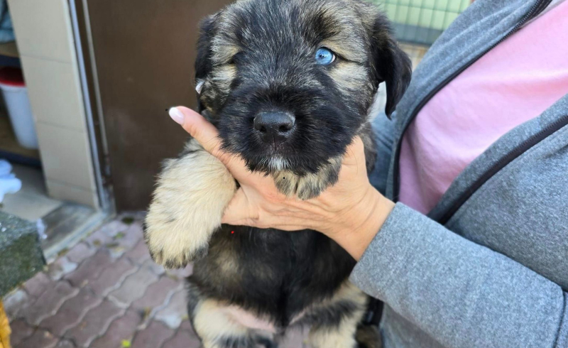 7/8 Szczeniaczki ze schroniska do adopcji