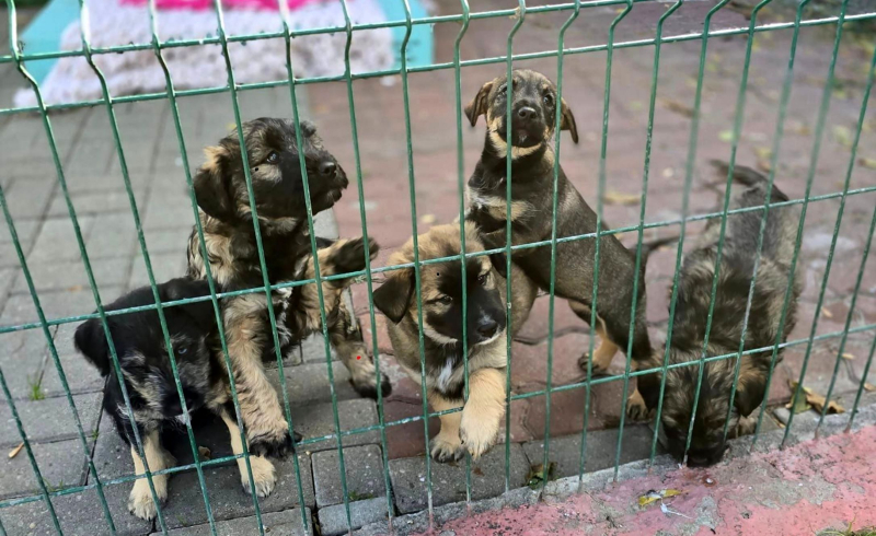 8/8 Szczeniaczki ze schroniska do adopcji