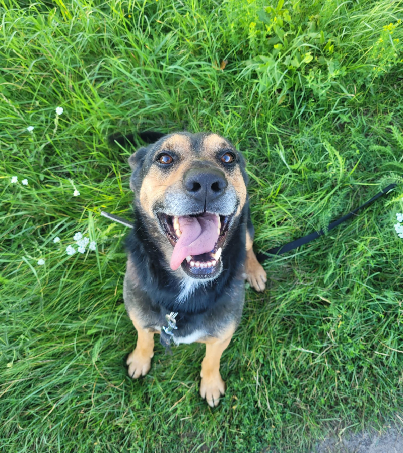 3/16 Zima to trudny czas dla psów w schronisku. Zaadoptuj czworonoga