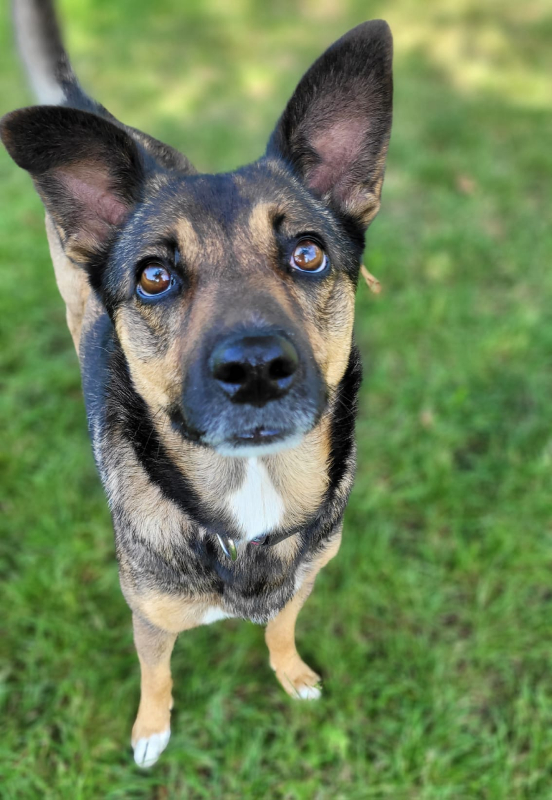 4/16 Zima to trudny czas dla psów w schronisku. Zaadoptuj czworonoga