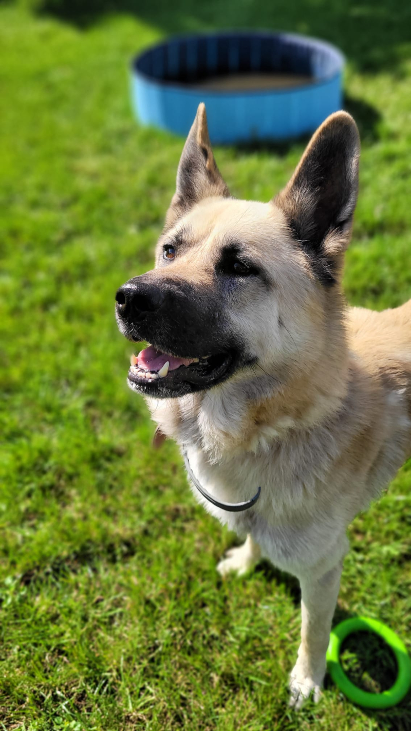 5/16 Zima to trudny czas dla psów w schronisku. Zaadoptuj czworonoga