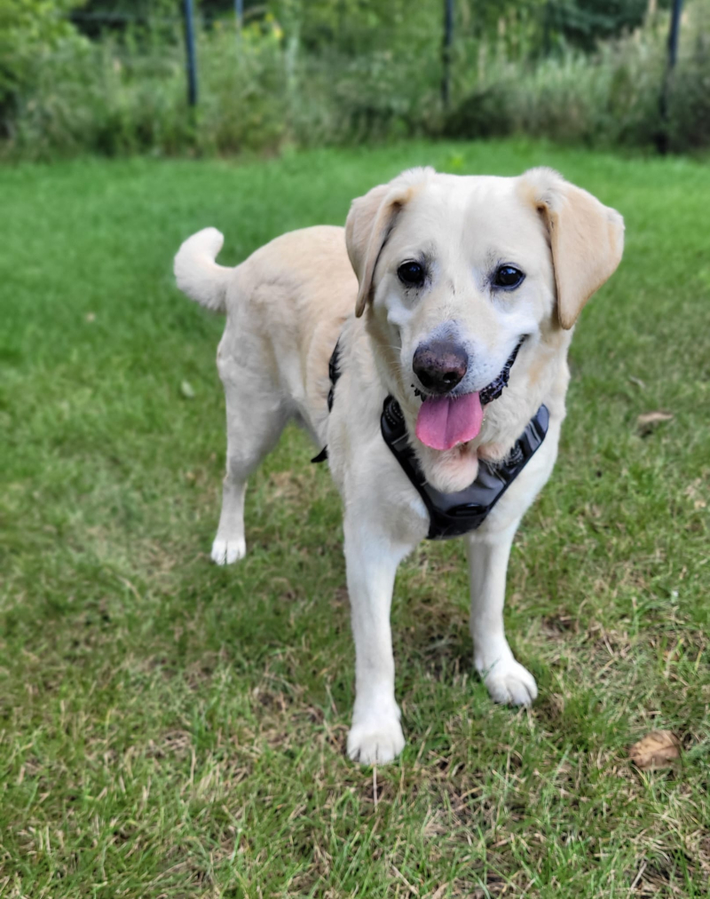 7/16 Zima to trudny czas dla psów w schronisku. Zaadoptuj czworonoga