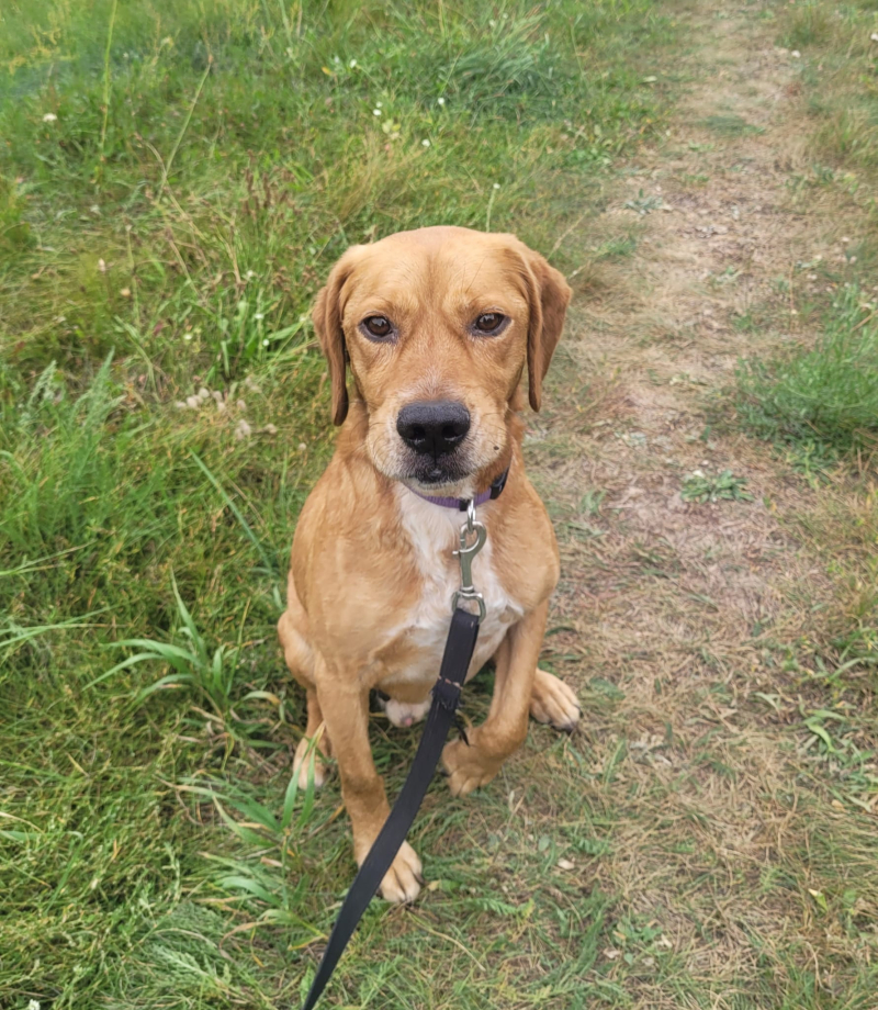 8/16 Zima to trudny czas dla psów w schronisku. Zaadoptuj czworonoga