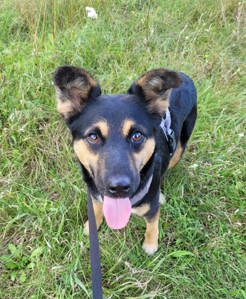 9/16 Zima to trudny czas dla psów w schronisku. Zaadoptuj czworonoga