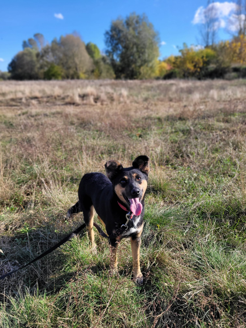 10/16 Zima to trudny czas dla psów w schronisku. Zaadoptuj czworonoga