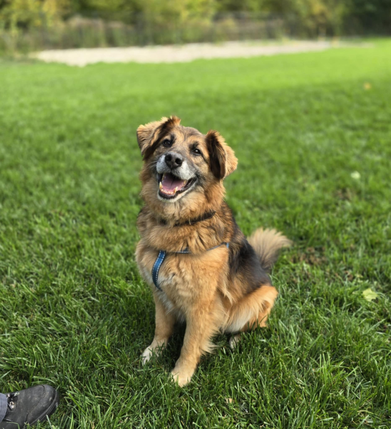 11/16 Zima to trudny czas dla psów w schronisku. Zaadoptuj czworonoga