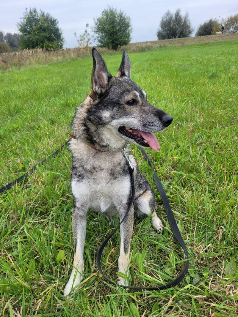 12/16 Zima to trudny czas dla psów w schronisku. Zaadoptuj czworonoga