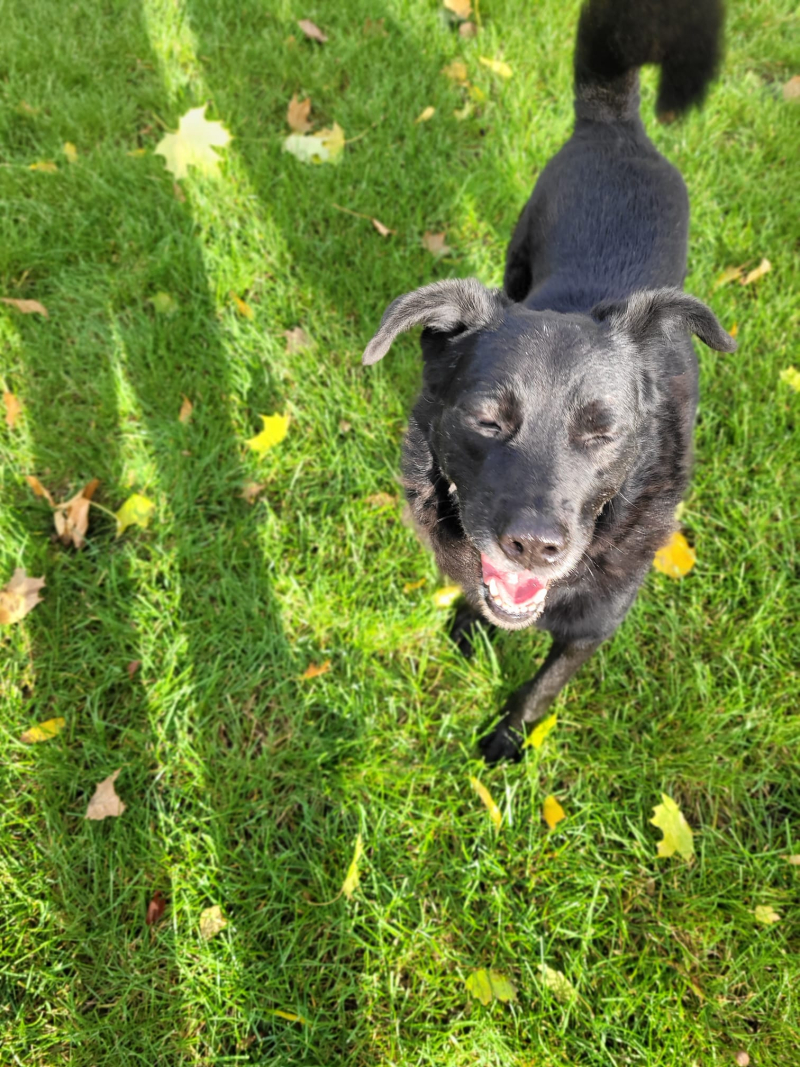 13/16 Zima to trudny czas dla psów w schronisku. Zaadoptuj czworonoga