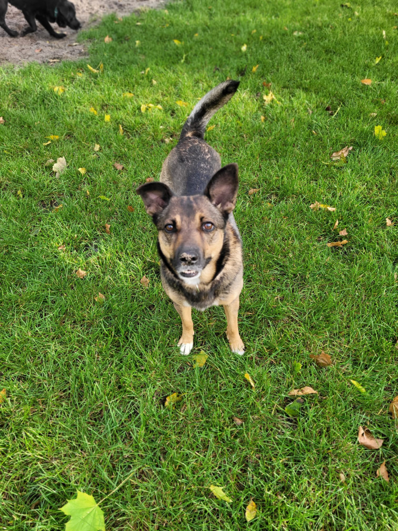 14/16 Zima to trudny czas dla psów w schronisku. Zaadoptuj czworonoga