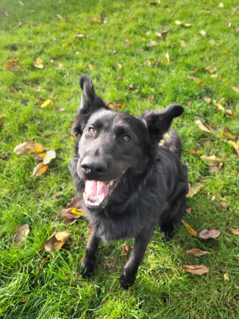 15/16 Zima to trudny czas dla psów w schronisku. Zaadoptuj czworonoga